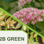 Sedum planten met logo van 2B Green