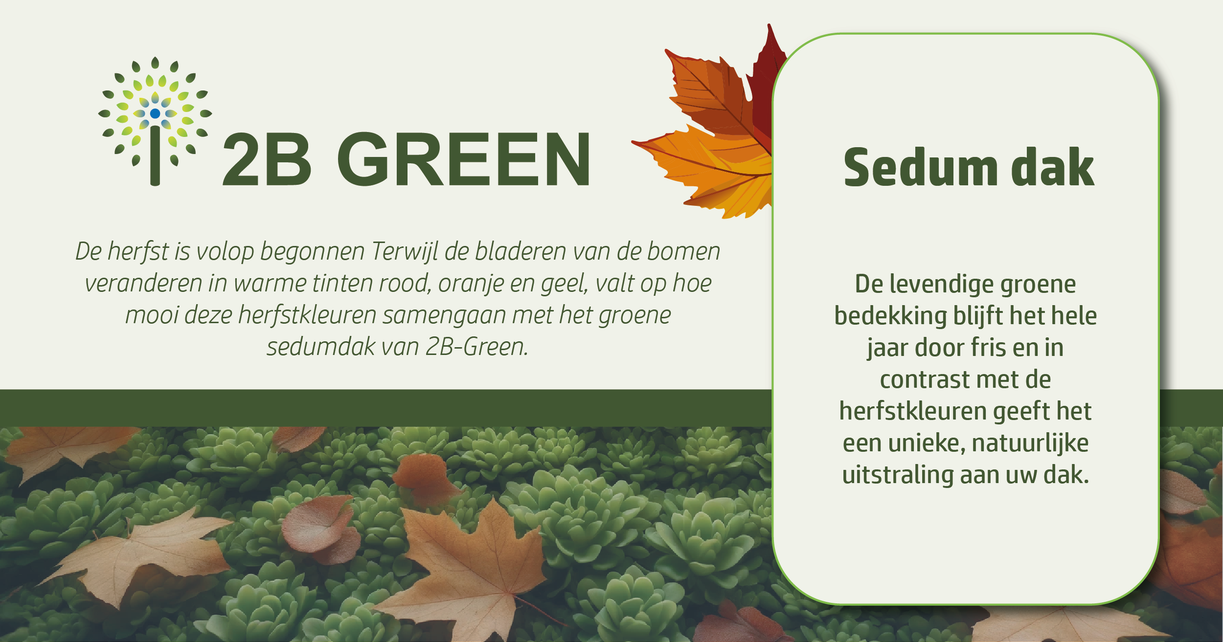 Sedum acre dak: De ideale groene keuze voor de herfst