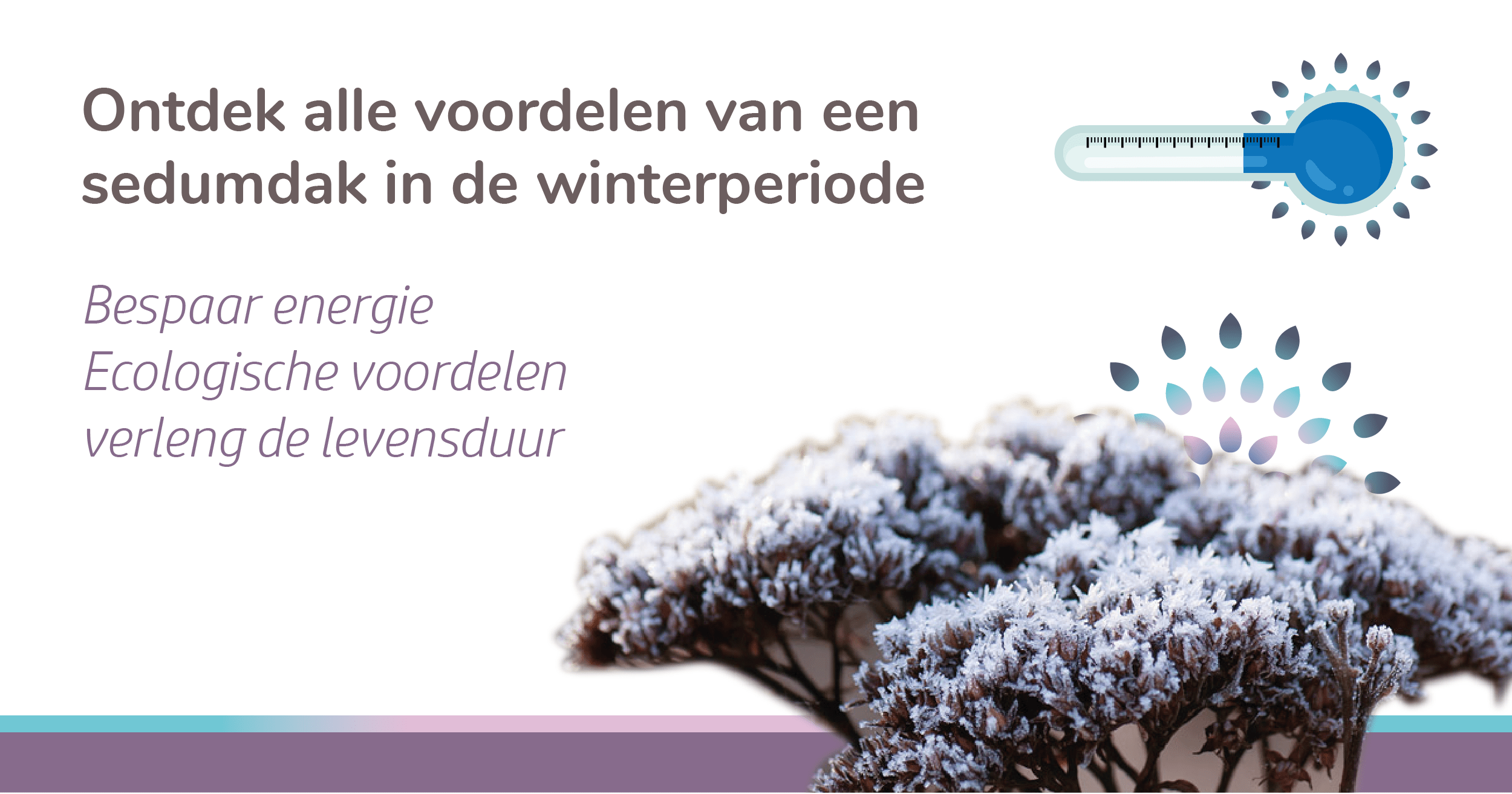 Waarom kiezen voor een groen sedumdak in de winter?