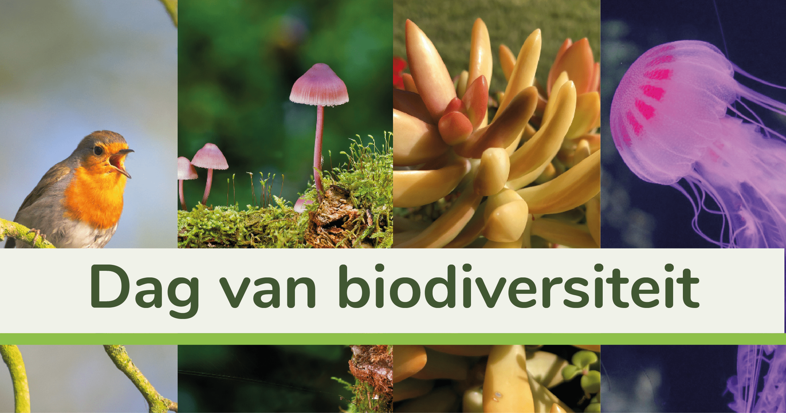 Biodiversiteit versterken in jouw leefomgeving: dit kun jij doen
