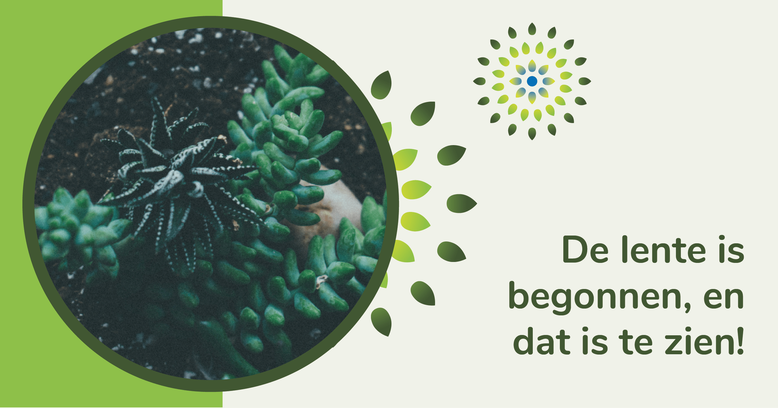 Groendak in de Lente: Sedum in Bloei, Voordelen in Overvloed