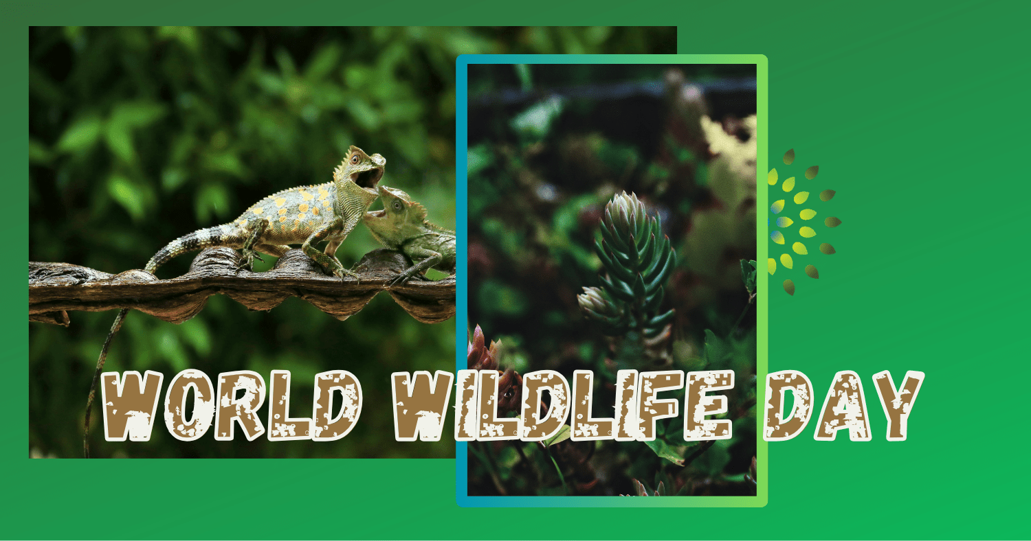 World Wildlife Day met een sedumdak van 2B-Green